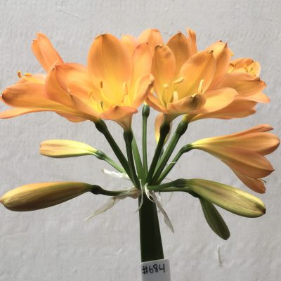 SH684  Mid to dark peach Clivia miniata with yellow throat