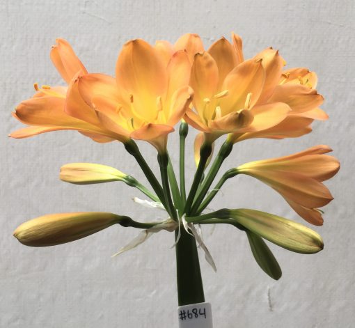 SH684  Mid to dark peach Clivia miniata with yellow throat