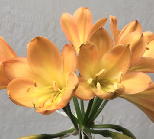 SH684  Mid to dark peach Clivia miniata with yellow throat - Image 2