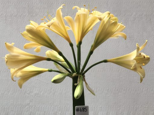 SH685  Cream/yellow Clivia miniata with very light peach tones and green throat - Image 2