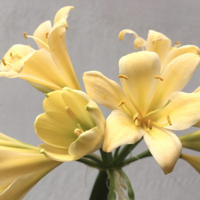SH685  Cream/yellow Clivia miniata with very light peach tones and green throat