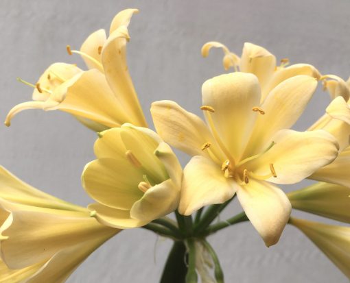 SH685  Cream/yellow Clivia miniata with very light peach tones and green throat