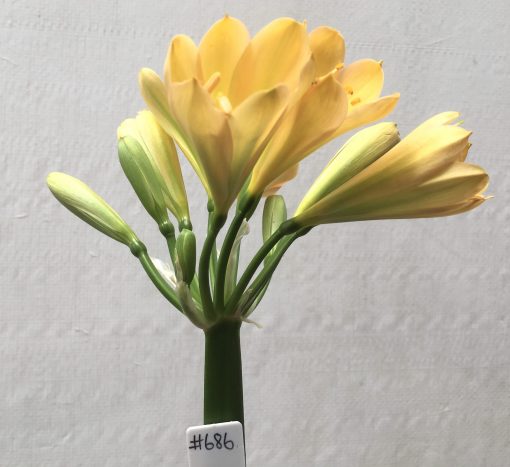 SH686  Light peach Clivia miniata with cupped shaped flowers and green throats - Image 2