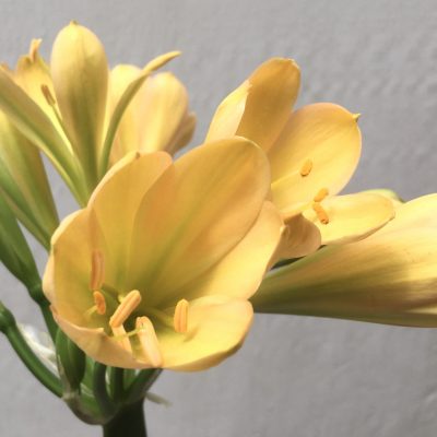 SH686  Light peach Clivia miniata with cupped shaped flowers and green throats