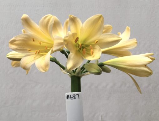 SH687  Very light peach Clivia miniata with rich green throat and slight re-curve to tepals - Image 2