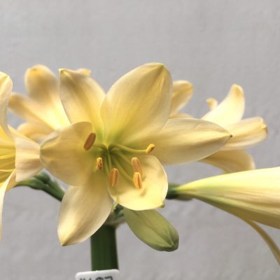 SH687  Very light peach Clivia miniata with rich green throat and slight re-curve to tepals