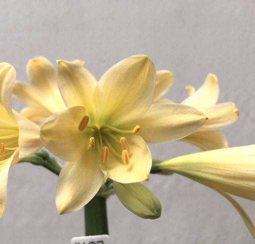 SH687  Very light peach Clivia miniata with rich green throat and slight re-curve to tepals
