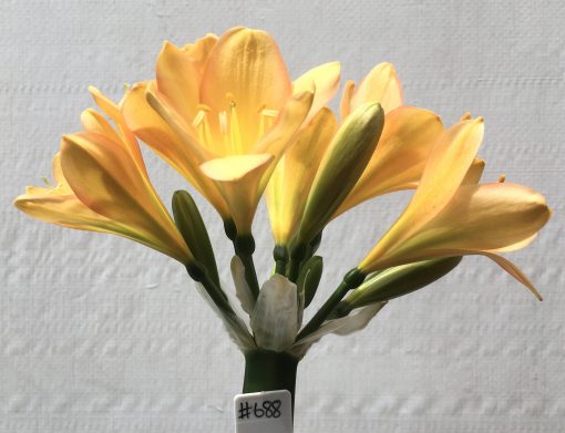 SH688  Mid peach/pink Clivia miniata - Image 2