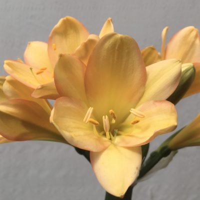 SH688  Mid peach/pink Clivia miniata