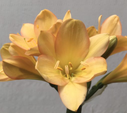 SH688  Mid peach/pink Clivia miniata