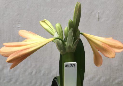 SH689  Mid peach Clivia miniata with cream throat - Image 2