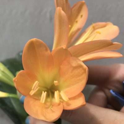 SH689  Mid peach Clivia miniata with cream throat