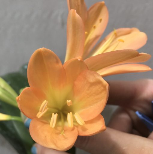 SH689  Mid peach Clivia miniata with cream throat