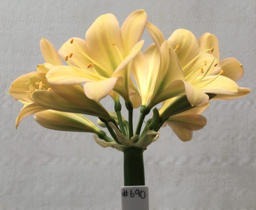 SH690  Light peach Clivia miniata with light pink blush and green throat - Image 2
