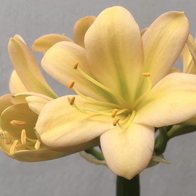 SH690  Light peach Clivia miniata with light pink blush and green throat
