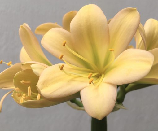 SH690  Light peach Clivia miniata with light pink blush and green throat