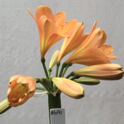 SH691  Mid to dark peach Clivia miniata with bright yellow throat and broad tepals