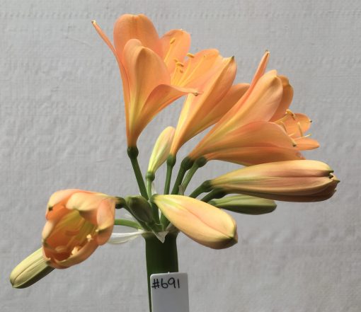 SH691  Mid to dark peach Clivia miniata with bright yellow throat and broad tepals