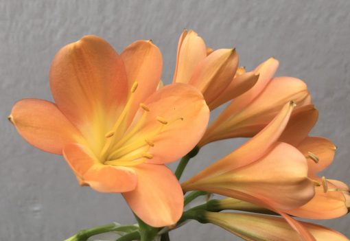 SH691  Mid to dark peach Clivia miniata with bright yellow throat and broad tepals - Image 2