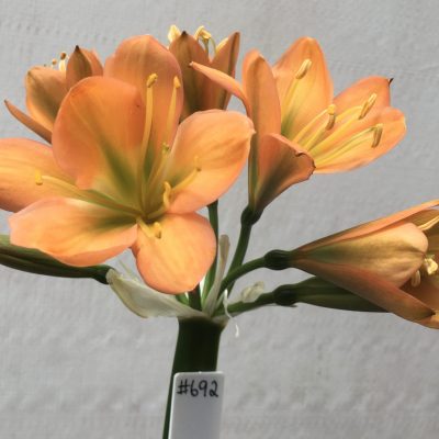 SH692  Mid to dark peach Clivia miniata with dark green throat