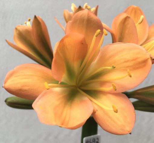 SH692  Mid to dark peach Clivia miniata with dark green throat - Image 2