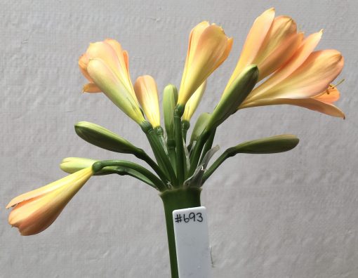 SH693  Mid peach Clivia miniata with pale yellow throat and overlapping tepals - Image 2