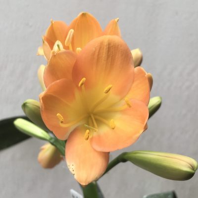 SH693  Mid peach Clivia miniata with pale yellow throat and overlapping tepals
