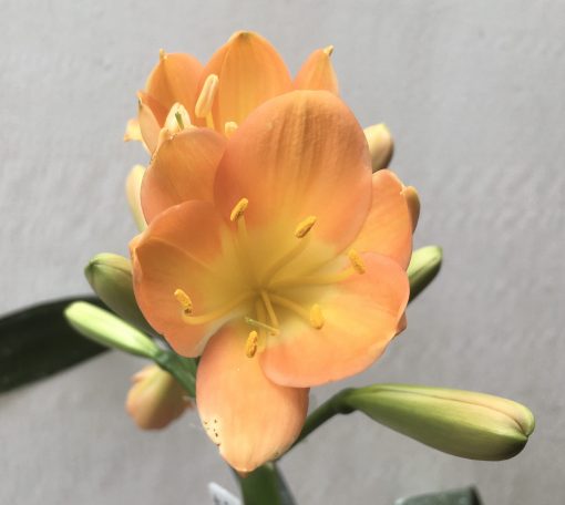 SH693  Mid peach Clivia miniata with pale yellow throat and overlapping tepals