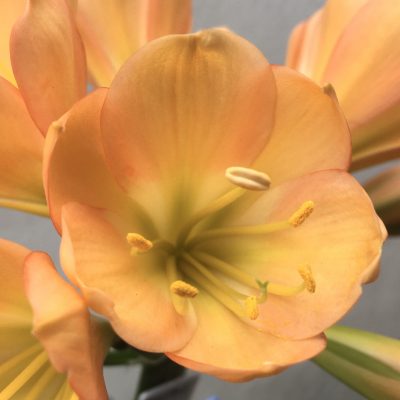 SH694  Mid peach Clivia miniata with light green throat & pink infusion to the broad overlapping tepals