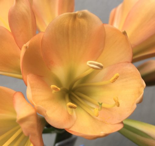 SH694  Mid peach Clivia miniata with light green throat & pink infusion to the broad overlapping tepals