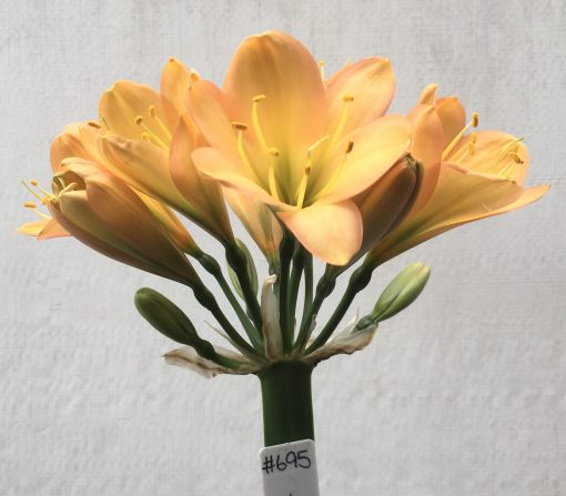 SH695  Mid peach Clivia miniata with solid green throat and overlapping tepals - Image 2