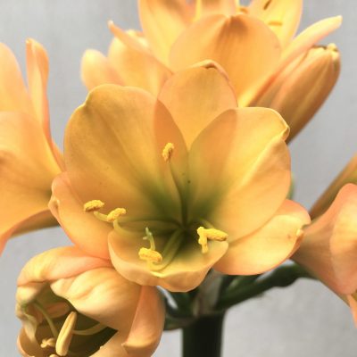 SH695  Mid peach Clivia miniata with solid green throat and overlapping tepals