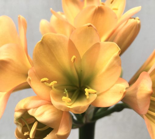 SH695  Mid peach Clivia miniata with solid green throat and overlapping tepals