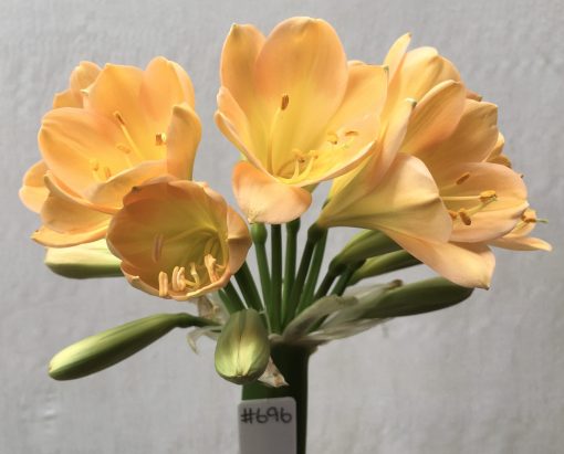 SH696  Light to mid peach Clivia miniata with yellow throat and broad overlapping tepals - Image 2