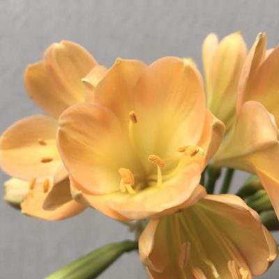 SH696  Light to mid peach Clivia miniata with yellow throat and broad overlapping tepals