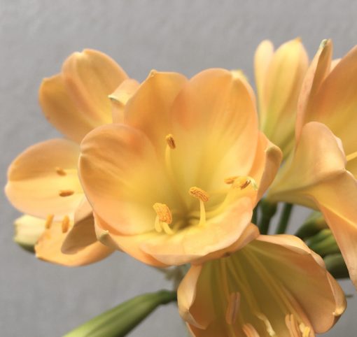 SH696  Light to mid peach Clivia miniata with yellow throat and broad overlapping tepals