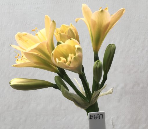 SH697  Light peach Clivia miniata with light green throat & faint pink blush - Image 2