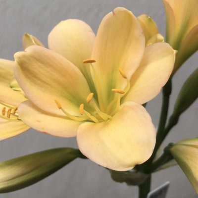 SH697  Light peach Clivia miniata with light green throat & faint pink blush
