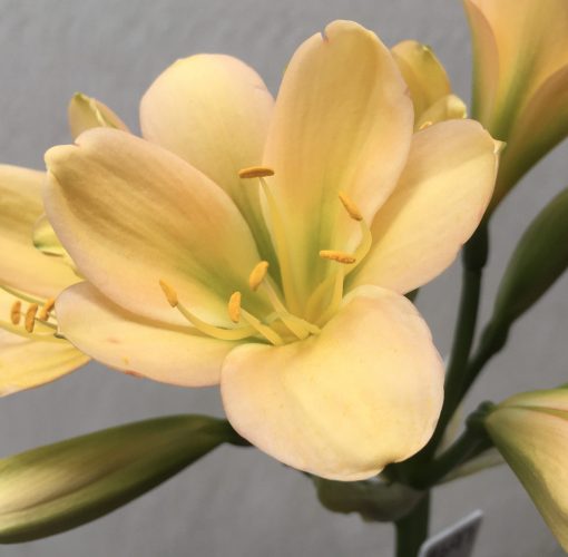 SH697  Light peach Clivia miniata with light green throat & faint pink blush