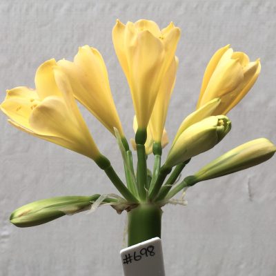 SH698  Light peach Clivia miniata with yellow tones and tulip shaped flowers
