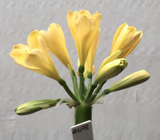 SH698  Light peach Clivia miniata with yellow tones and tulip shaped flowers