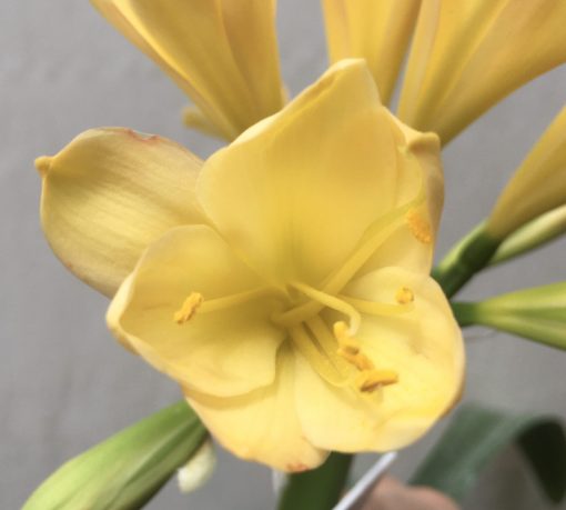 SH698  Light peach Clivia miniata with yellow tones and tulip shaped flowers - Image 2