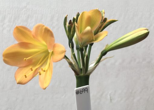 SH699  Mid peach Clivia miniata with light green throat but an excess of dark green chloroplasts to unopened buds - Image 2