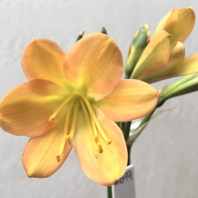 SH699  Mid peach Clivia miniata with light green throat but an excess of dark green chloroplasts to unopened buds