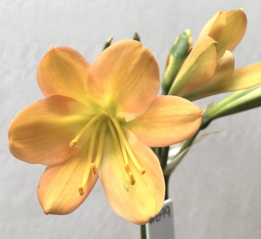 SH699  Mid peach Clivia miniata with light green throat but an excess of dark green chloroplasts to unopened buds