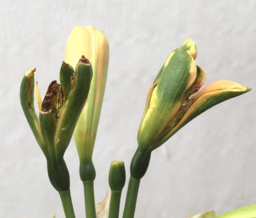 SH699  Mid peach Clivia miniata with light green throat but an excess of dark green chloroplasts to unopened buds - Image 3