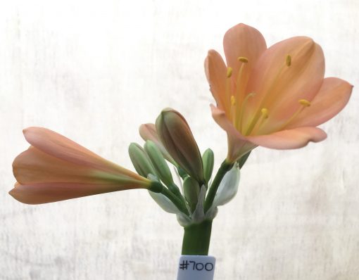 SH700  Mid peach Clivia miniata with light green throat and broad tepals - Image 2