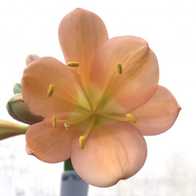 SH700  Mid peach Clivia miniata with light green throat and broad tepals