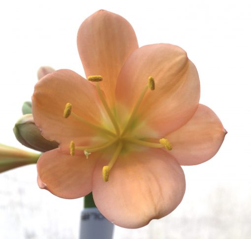 SH700  Mid peach Clivia miniata with light green throat and broad tepals