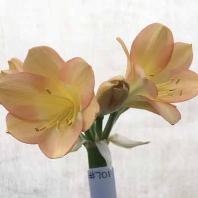 SH701   Light to Mid peach Clivia miniata with pink blush and wide tepals & bright yellow throat